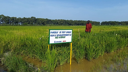 Le Programme de productivité agricole en Afrique de l’Ouest  un grand